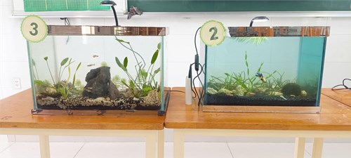 Chuyên đề stem thiết kế bể thủy sinh